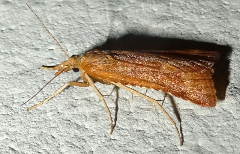 forse: Synaphe punctalis - Pyralidae